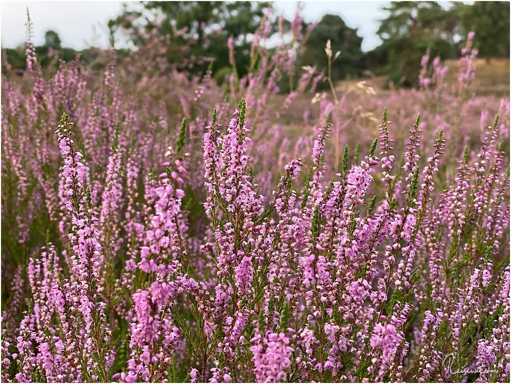 Anfang August ist erst der Beginn der Heideblüte, da geht noch deutlich mehr in den kommenden vier Wochen