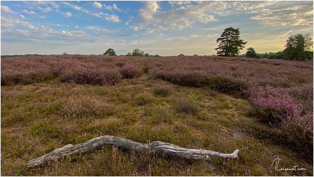 Eindrücke von der Wanderung durch die Westruper Heide