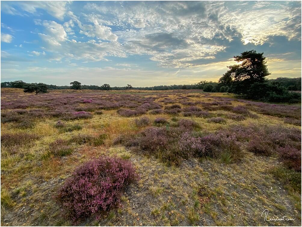 Eindrücke von der Wanderung durch die Westruper Heide