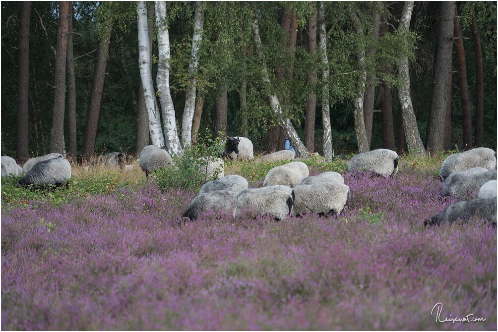 Auch Heidschnucken sind in der Heide zu finden