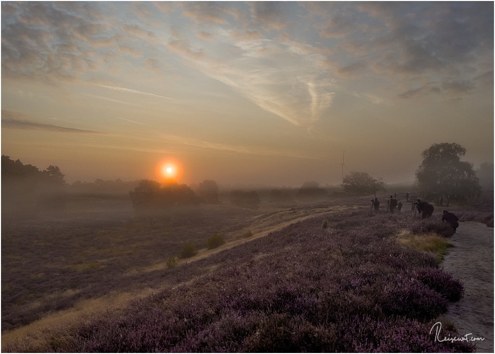 Heideblüte UND Frühnebel zieht naturgemäß immer jede Menge Fotografen an zum Sonnenaufgang