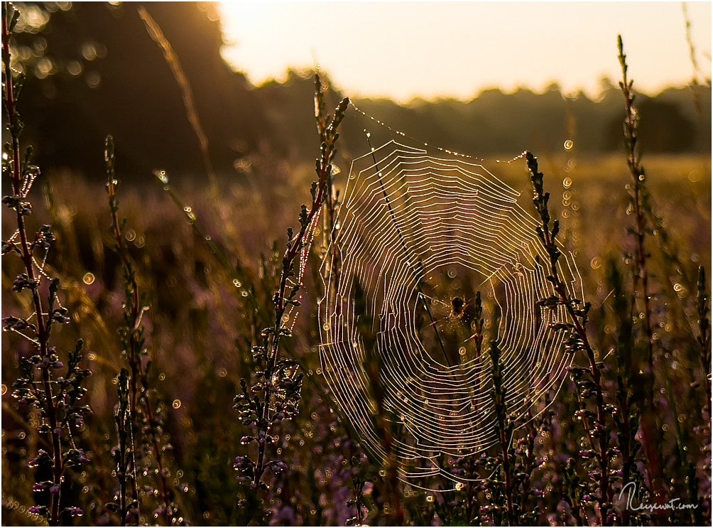 Tolles Licht und ein Spinnennetz am frühen Morgen