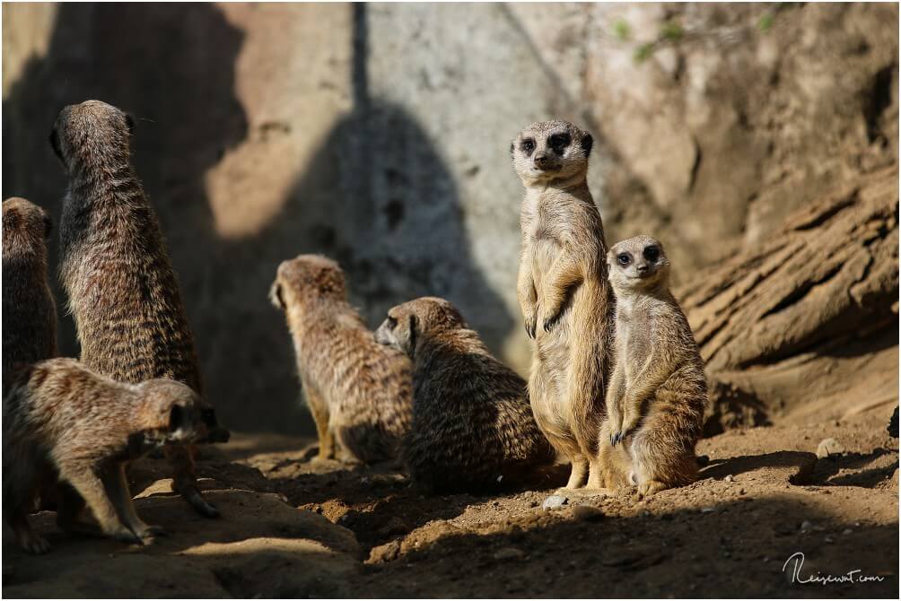 Erdmännchen sind in jedem Zoo sehenswert, so auch in Wuppertal