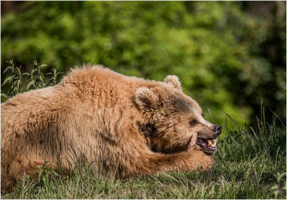 Der Grizzlybär beim vertilgen seiner Nahrung