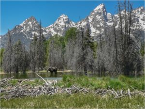 Moose (Grand Teton National Park)