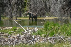 Moose (Grand Teton National Park)