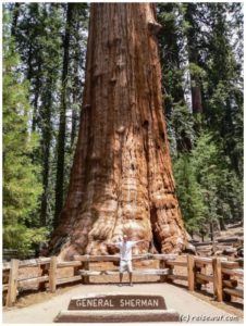 General Sherman (Sequoia National Park)