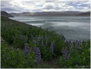 Westfjorde