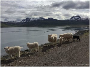 Westfjorde