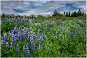 Island Lupinen