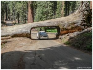 Tunnel Log (Sequoia National Park)
