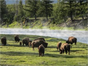 Bisons im Yellowstone National Park