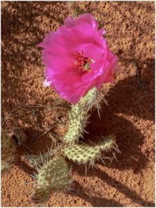 Kakteenblüte im Arches National Park