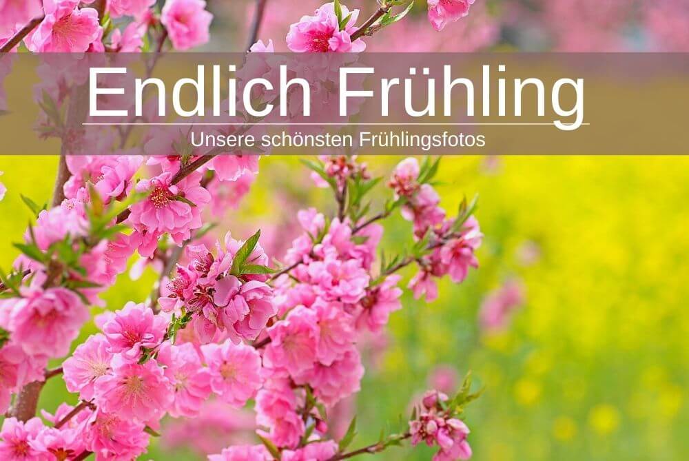 Frühling Fotos