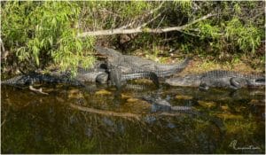 Alligatoren am Anhinga Trail im Everglades National Park