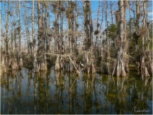 Loop Road Florida Wasserloch