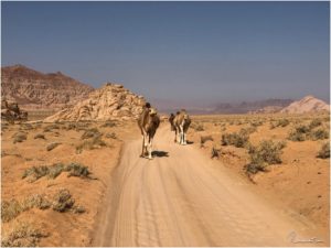 Kamele in Wadi Rum