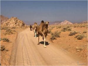 Kamele in Wadi Rum