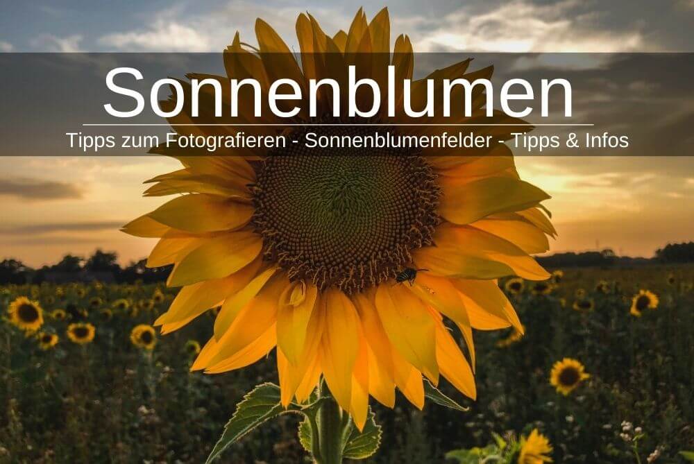 Sonnenblumen Fotografieren Sonnenbumenfelder