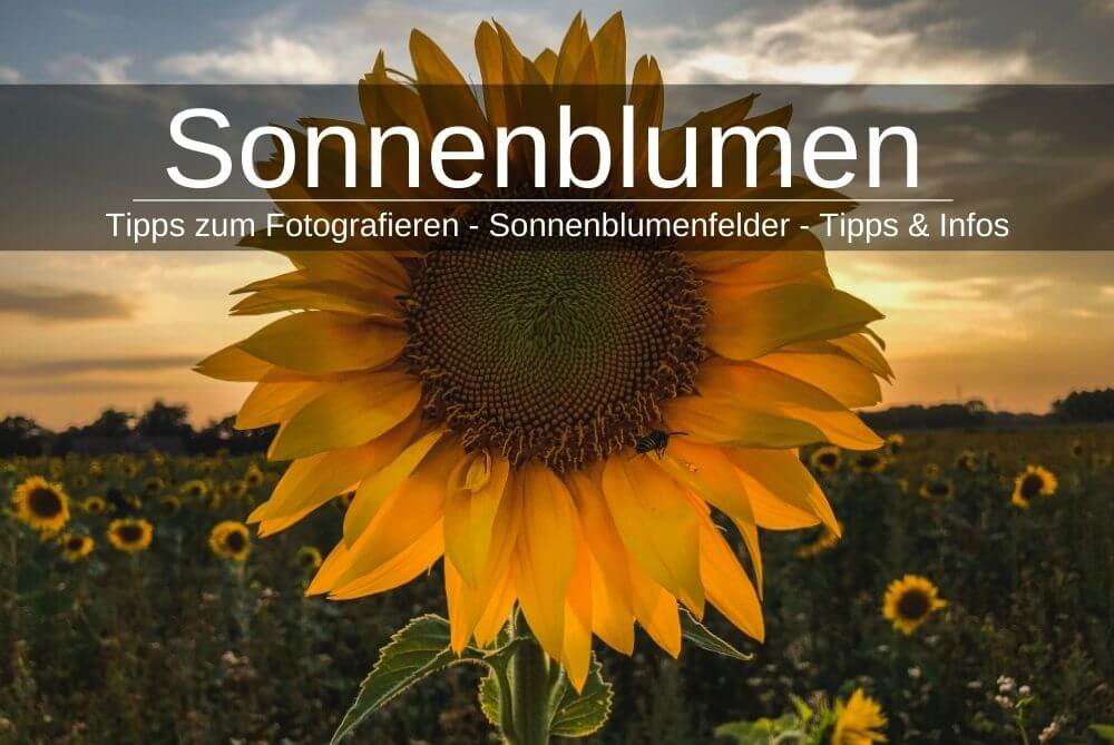 Sonnenblumen Fotografieren Sonnenbumenfelder