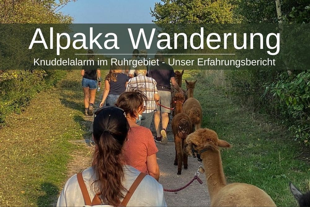 Alpaka Wanderung Ruhrgebiet