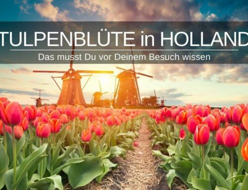 Tulpenblüte in Holland » Das musst Du wissen