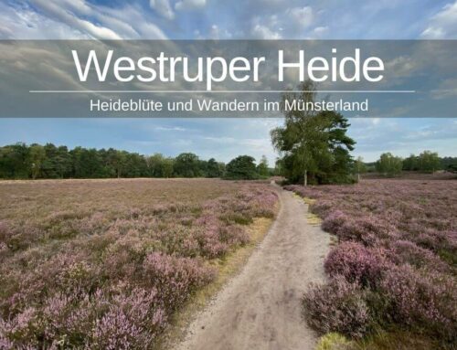 Westruper Heide » Heideblüte und Wandern im Münsterland