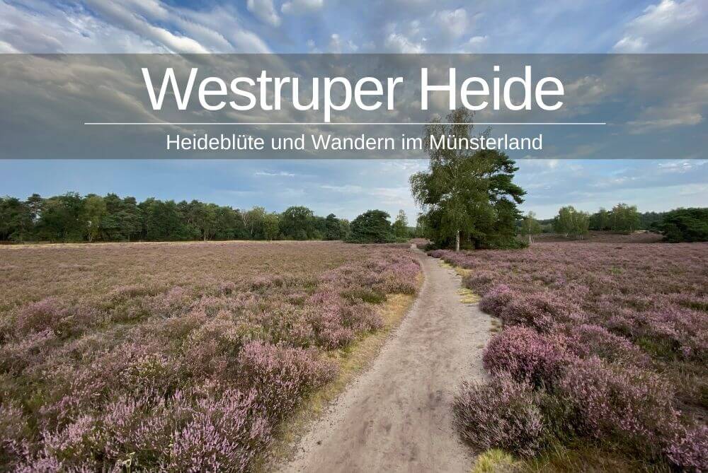 Westruper Heide Bluete