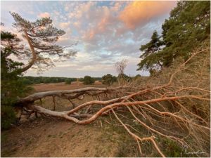 Westruper Heide (Haltern am See)