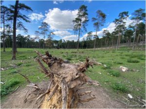 Naturwildpark Granat (Haltern am See)