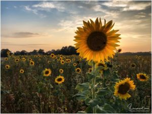 Sonnenblumenfeld (Marl)