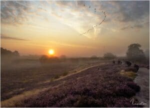 Westruper Heide zum Sonnenaufgang im August