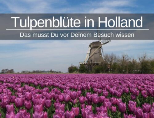 Tulpenblüte in Holland » Das musst Du wissen