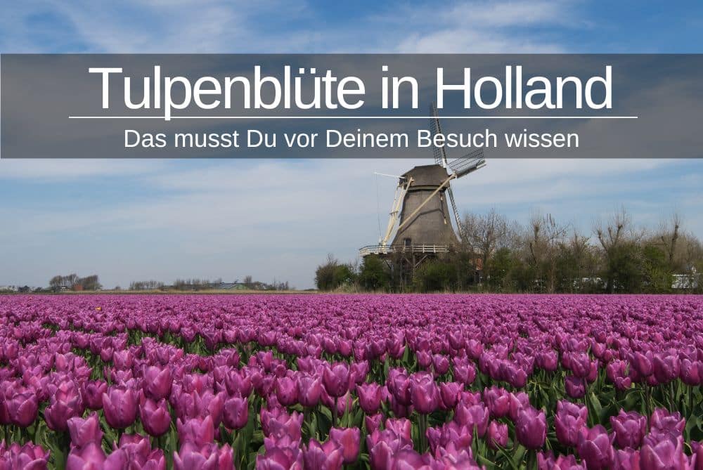 Tulpenbluete In Holland Tipps
