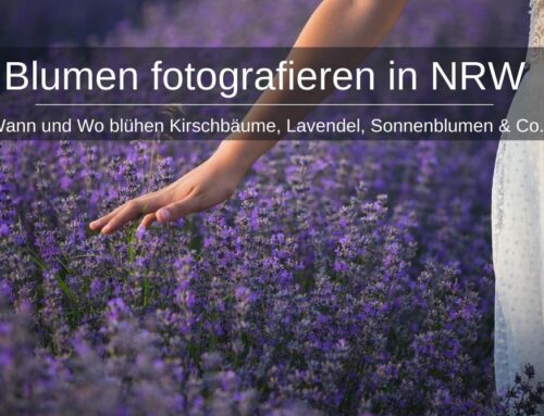 Kirschblüte, Lavendel & Co. fotografieren in NRW