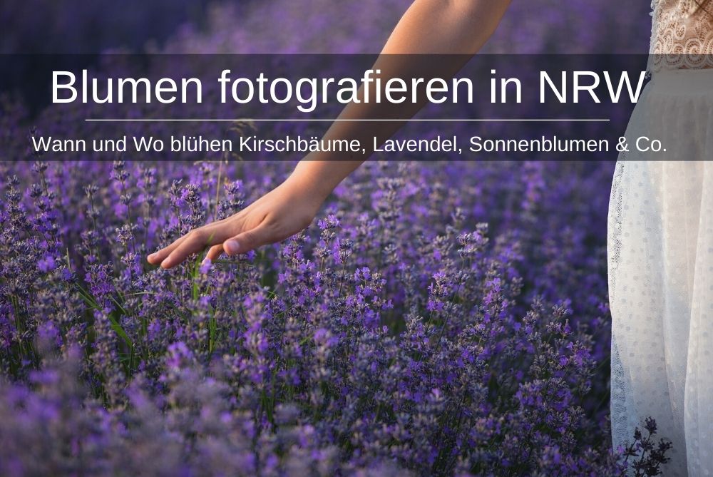 Blumen Fotografieren