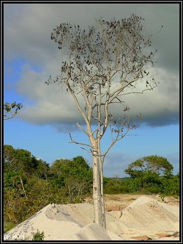 Toter Baum Toter Baum