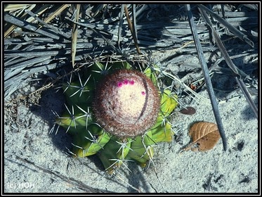 Kaktee kurz vor der Blüte Kaktee kurz vor der Blüte