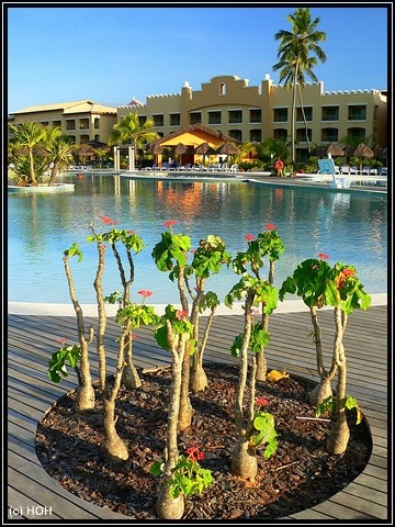 Am Pool Am Pool vom Iberostar Praia Do Forte