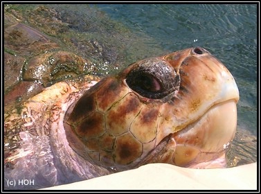 Schildkröte im Tamar - Project Schildkröte im Tamar - Project