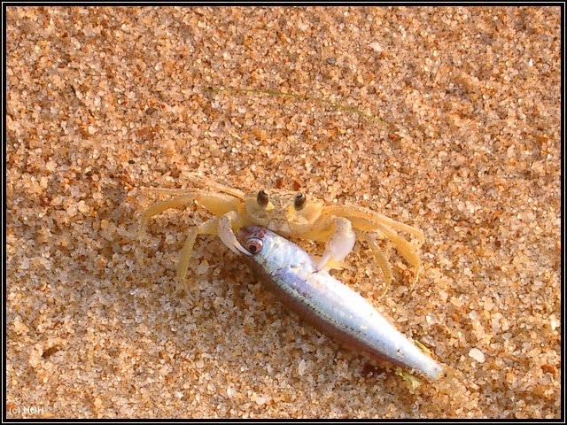 Strandkrebs beim Versuch, eine Makrele in seine Höhle zu zerren