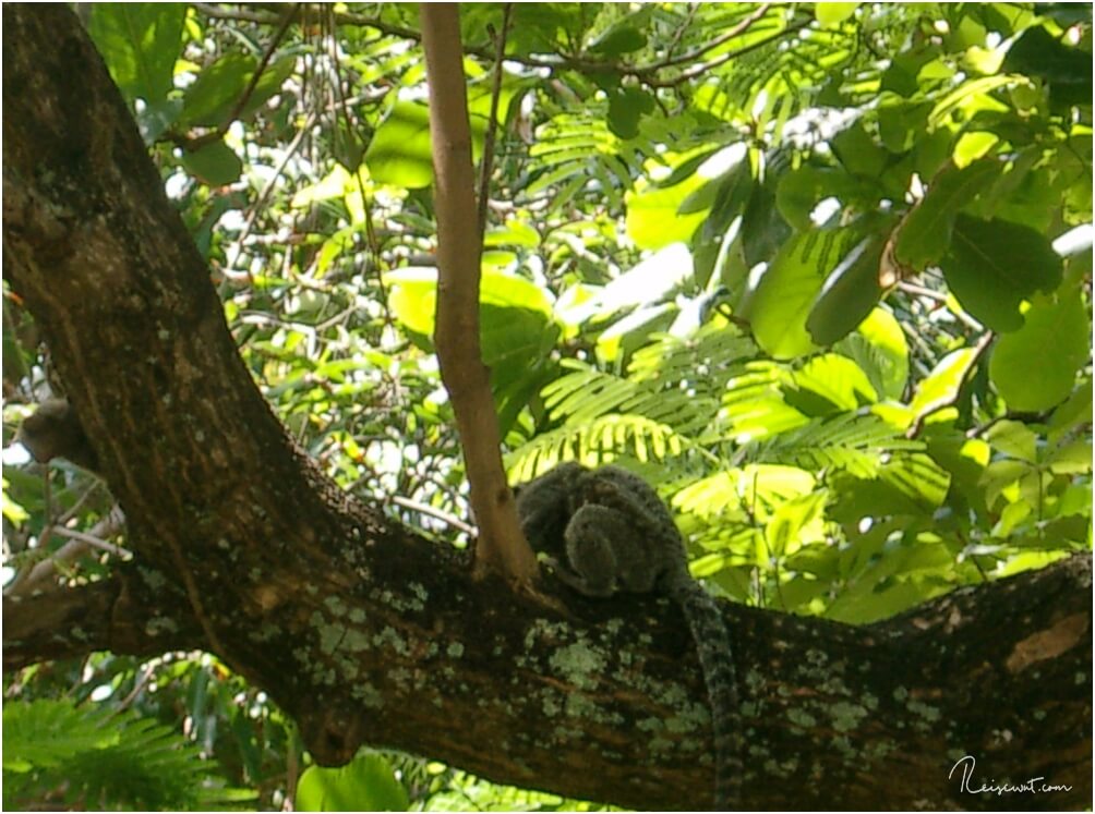 Ein unscharfer Affe im Baum, der in echt irgendwie viel schärfer gewesen ist