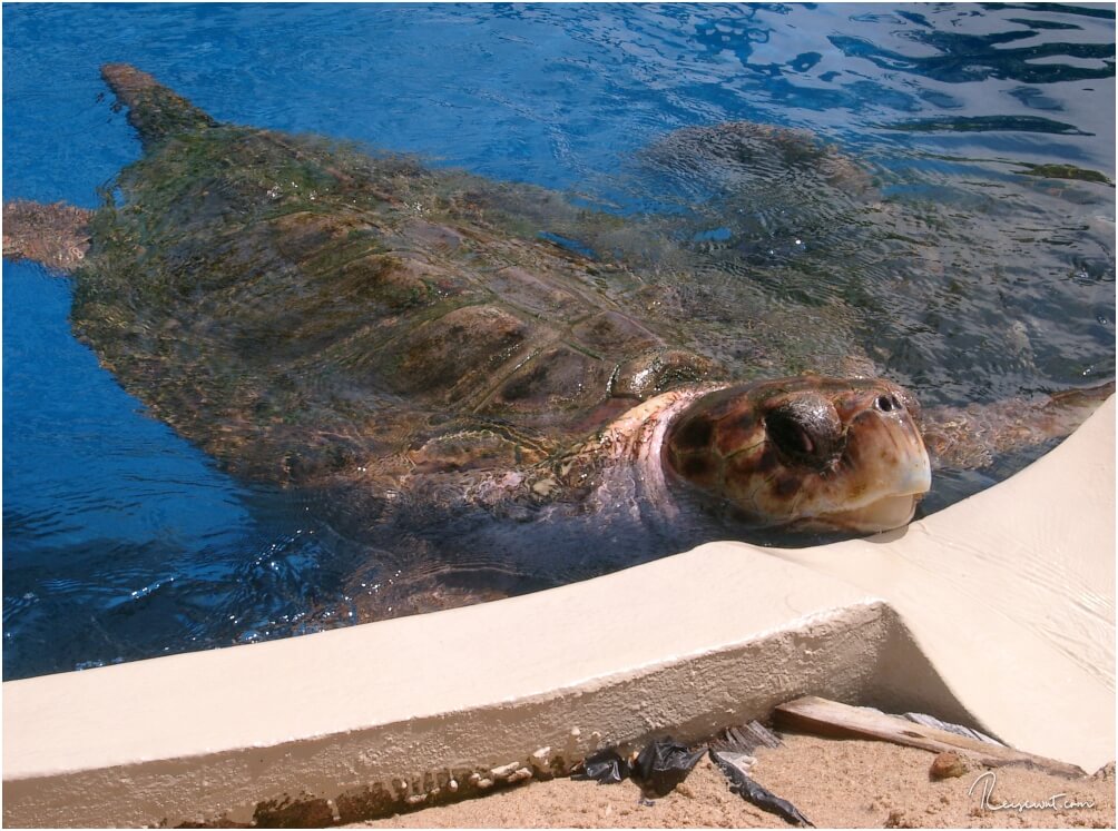 Schildkröte im Tamar - Project