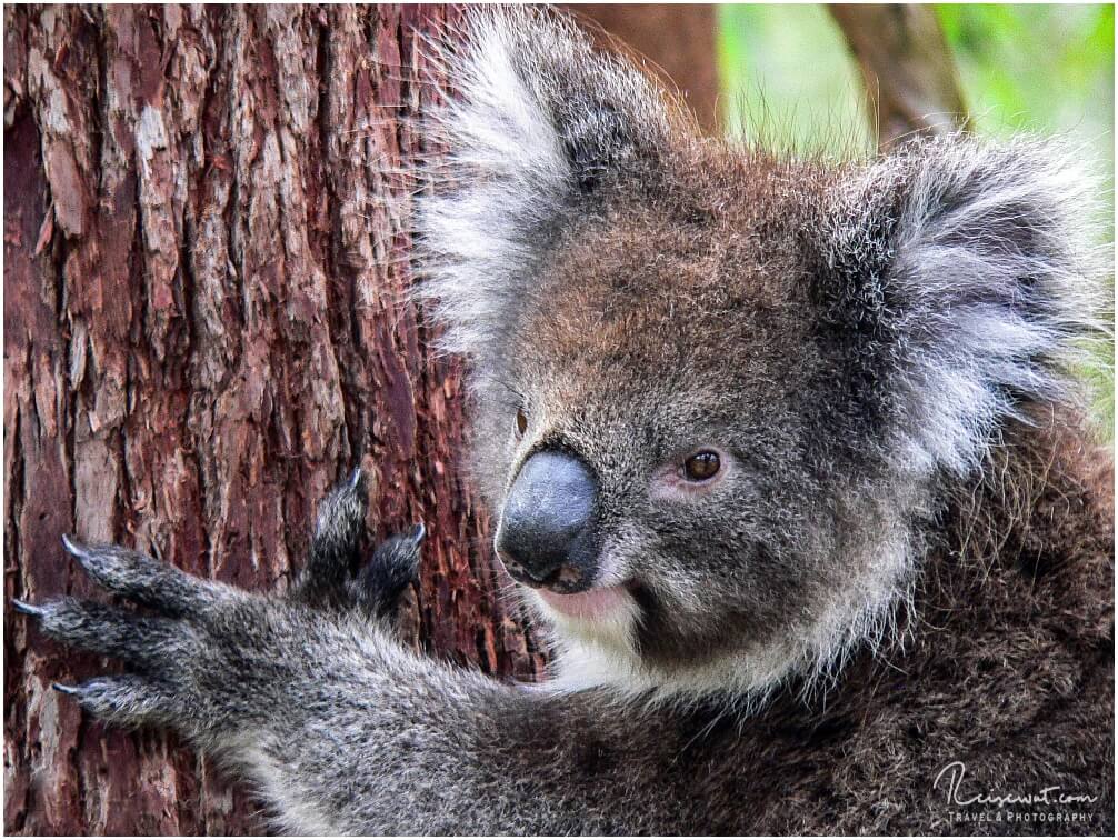 Einen wilden Koala in freier Natur zu sehen war einer meiner Lebensträume