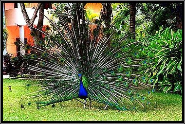 Ein Pfau im Garten