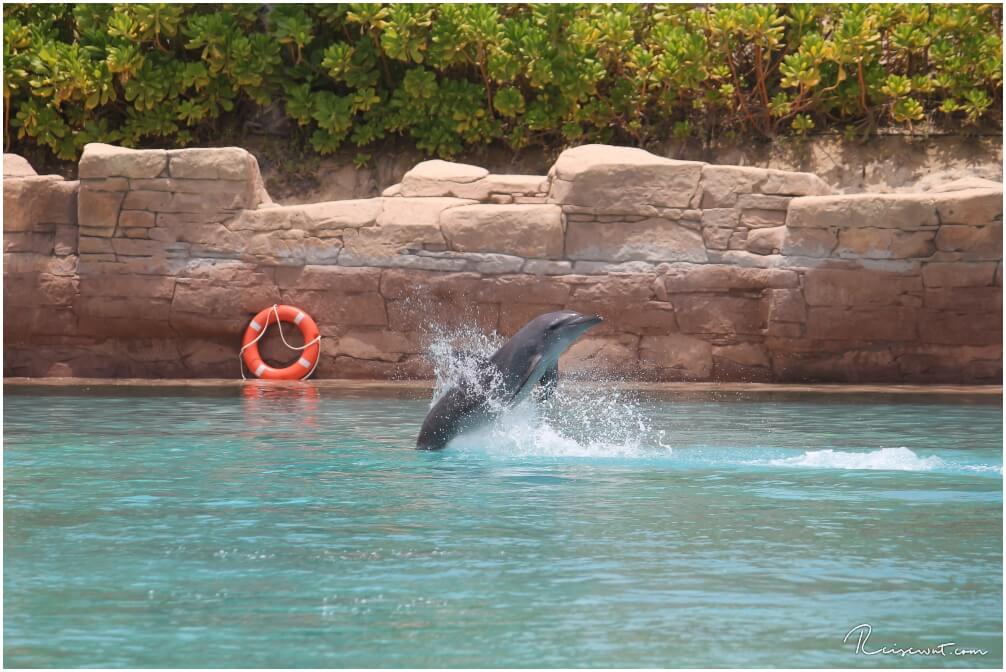 Dolphin Bay im Atlantis Hotel sollte man nach Möglichkeit besser meiden