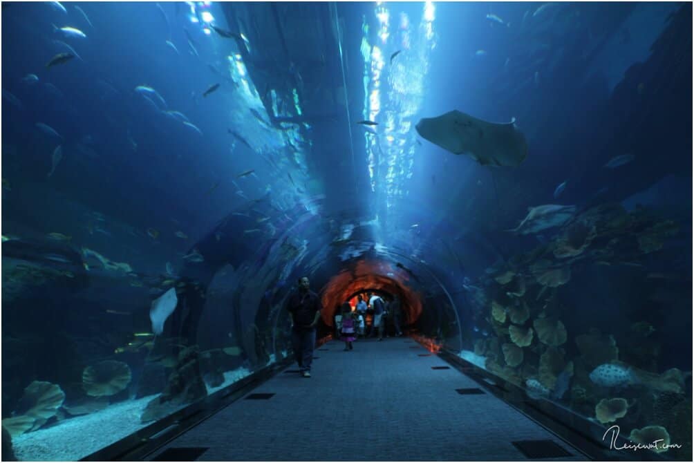 Der Glastunnel führt quasi durch das große Becken ins eigentliche Aquarium