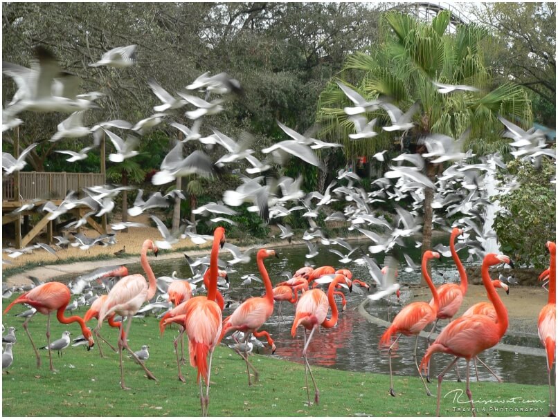 Auch die für Florida eher untypischen Flamingos bekommt man in Busch Gardens zu Gesicht