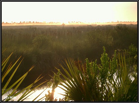 Die Everglades am frühen Morgen