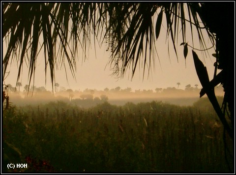 Die Everglades mit Frühnebel